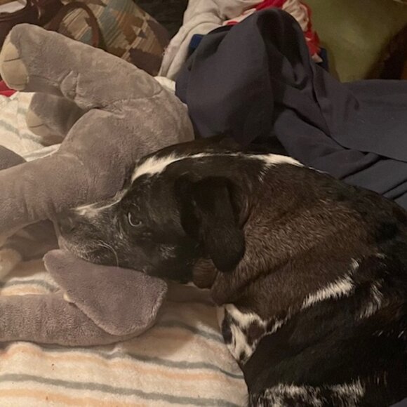 Meet your Posher, Cat A - Picture 6 of 6